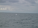 Obraz 493